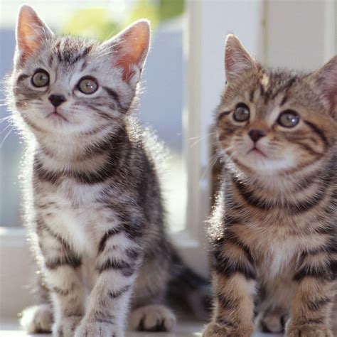 Tabby Kittens iPad Wallpapers Free Download