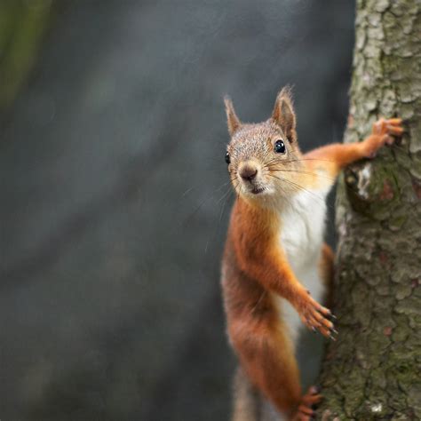 Red squirrel climbing a tree | Yet another squirrel shot tak… | Flickr