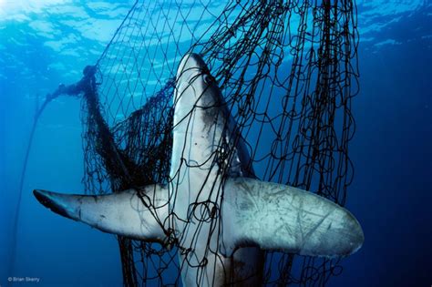 What are Ghost Nets? | Gold Coast Dive Adventures