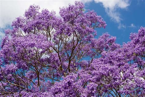 HD wallpaper: purple cherry blossom tree, Jacaranda, Flowers, Australia ...