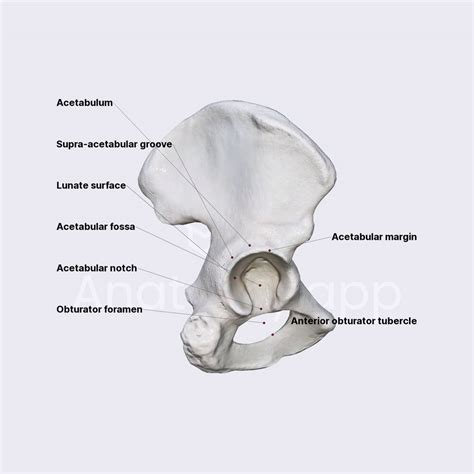 Acetabulum Anatomy