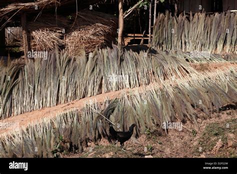 Brush grass drying, used for thatching roofs and making brooms Stock ...