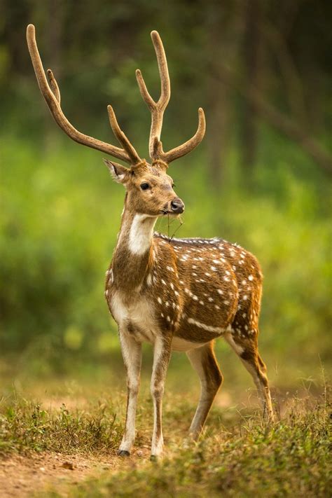 Indian Spotted Deer by sdondero - VIEWBUG.com