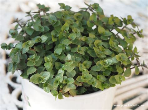 Callisia repens (Creeping Inch Plant) - Growth And Care Guide