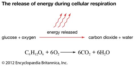 Perfect Anaerobic Respiration Reaction Equation Rules Of Balancing ...