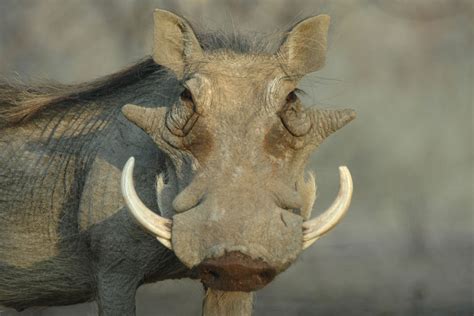 Hunting Warthog with Watervale Safaris