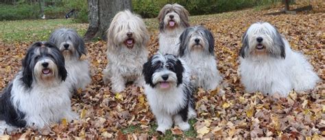 Polish Lowland Sheepdog - Puppies, Facts, Profile, Pictures | Animals Adda