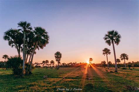 Lake Jesup Sunset | Lake Jesup and its palm trees are my fav… | Flickr