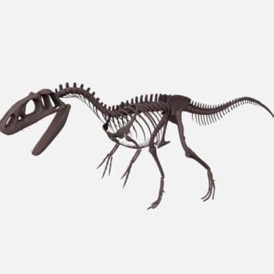 Allosaurus Skeleton - 3D Model by ismetcam