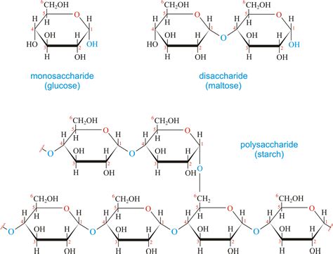 Basic Carbohydrate Chemical Structure