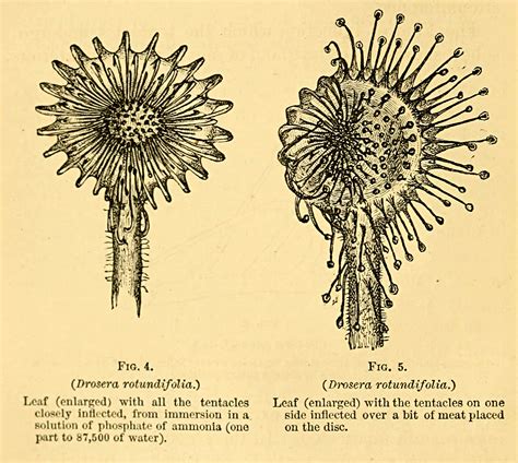 Insectivorous plants | Darwin Correspondence Project