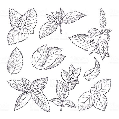 Hand drawn illustrations of mint leaves and branches. Herbal doodle ...