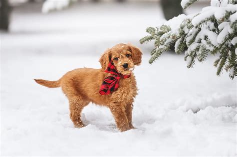 Dogs, Puppy, Baby Animal, Dog, Pet, Snow, Winter, HD wallpaper | Peakpx