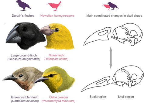 How the development of skulls and beaks made Darwin's finches one of ...