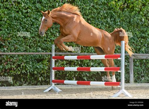 Hanoverian horse free jumping Germany Stock Photo - Alamy