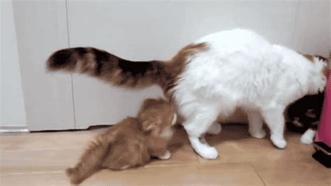 Funny cats - part 81 (40 pics + 10 gifs) | Amazing Creatures