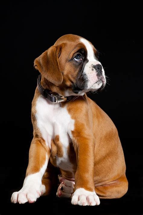 11 best Baby boxer puppies images on Pinterest | Boxer dogs, Animal ...