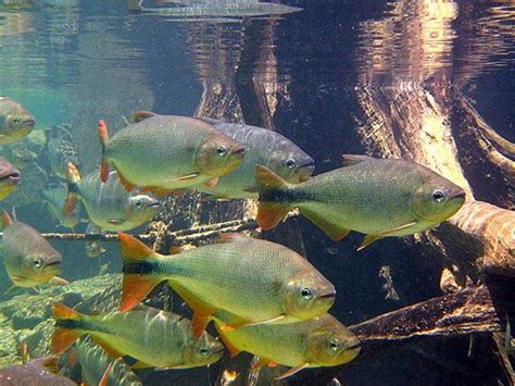 Piraputanga peixe: características, alimentação, habitat e dicas