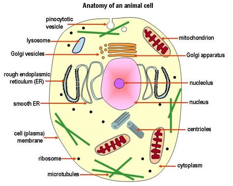 basic animal cell diagram with labels | Katy Perry Buzz