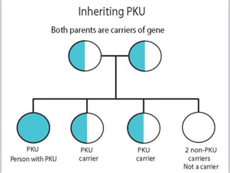 Pin by Kimberli Compton on PKU | Genetics, Pku diet, Low protein foods