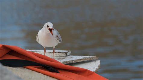 Close-Up Shot of a Seagull · Free Stock Photo