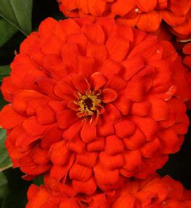 Sweet Tooth Candy Cane - Zinnia | Proven Winners