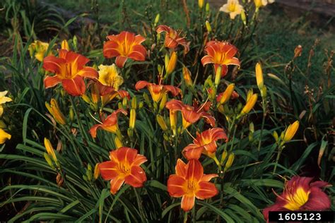 daylily (Genus Hemerocallis L.)