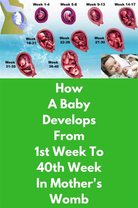 As a child it develops from 1 week to 40 weeks in the womb First fir of ...