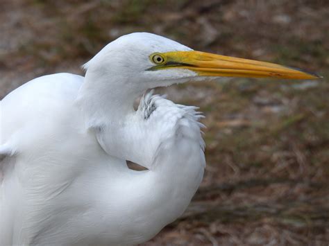 Great Egret Bird - Free photo on Pixabay - Pixabay