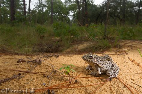 Florida Gopher Frog (Lithobates [Rana] capito) | The Florida… | Flickr