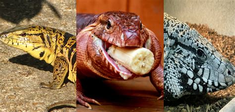 Friendliest Tegu Species & Best Tegu for Beginners - Pets With Scales