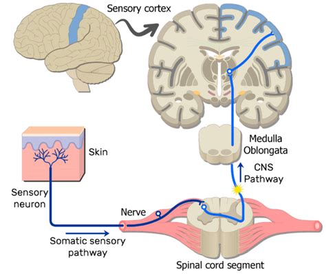 Somatic nervous system examples - wsbezy