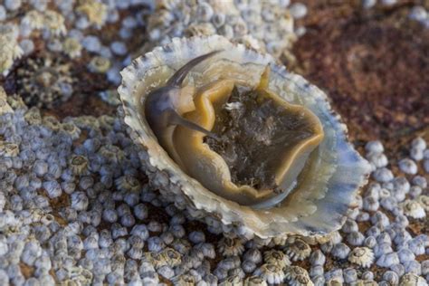 Common Limpet - Facts, Habitat, Diet, Conservation, & More - American ...