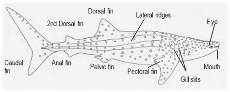 Anatomy of Whale Sharks - Dasha Exhibition