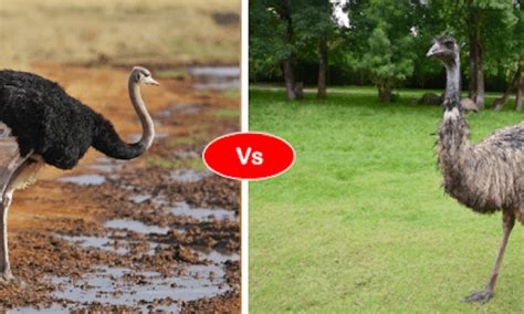 15 Important Difference Between Emu and Ostrich | Animal Differences