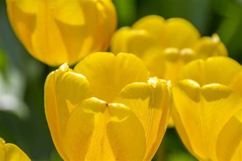 Yellow Tulips Meaning & Symbolism