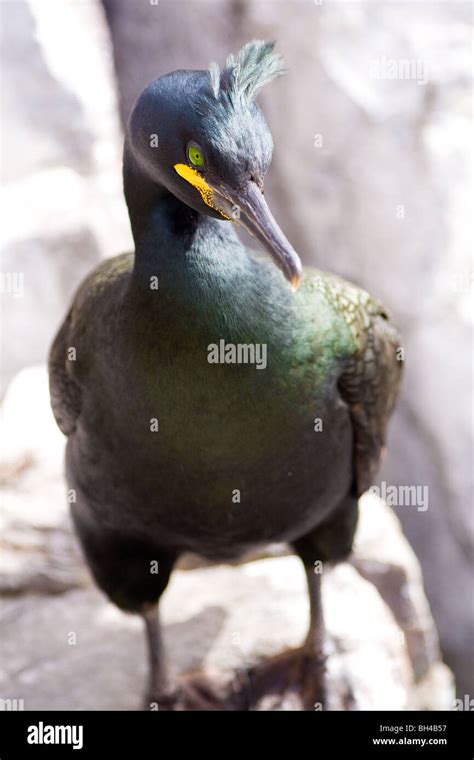 Birds England Farne Islands Northumberland Shags Stock Photo - Alamy