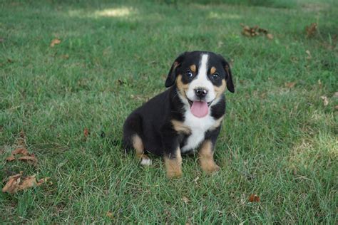 Greater Swiss Mountain Dog Puppies For Sale | Lancaster, PA #281338