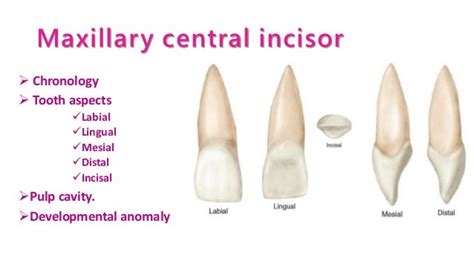 Maxillary central incisor