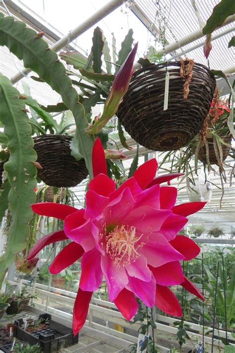 Huge flower of the Dragon fruit cactus : r/pics