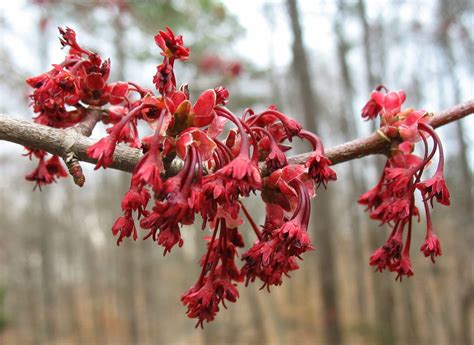 Using Georgia Native Plants: Red Maple Takes a Chance