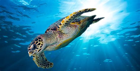 Go Diving and Swimming With Hawksbill Sea Turtles | Diviac Magazine