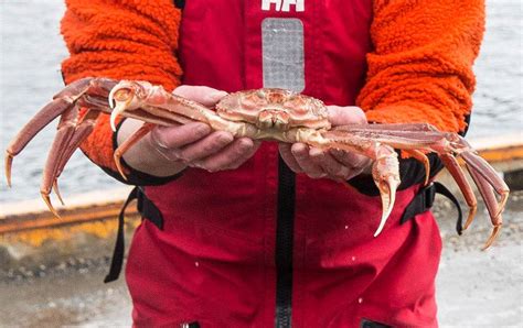 Alaska’s snow crab collapse is likely tied to climate change - The ...