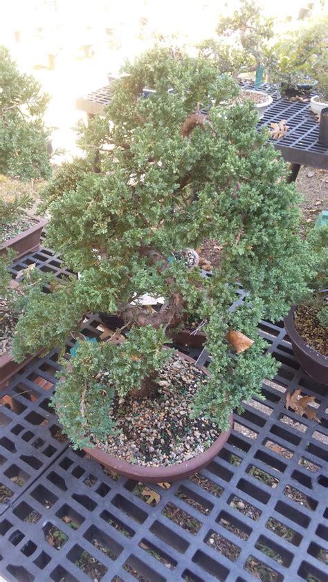 Bonsai Tree Care for Beginners - Quality Feed & Garden Company