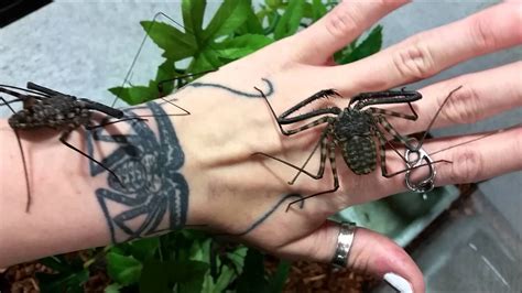 This Crazy Looking Spider Is Known As The ‘Whip Scorpion’ | Arachnids ...