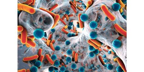 Bacterial Classification: Types of Bacteria Under a Microscope