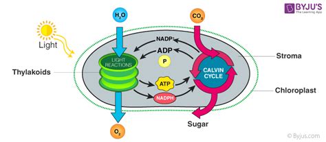 Chemiosmotic Hypothesis - An Overview and its Process