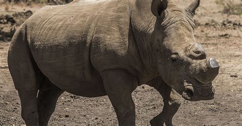 South Africa's Rhino Poaching Decision Threatens Survival Of The ...