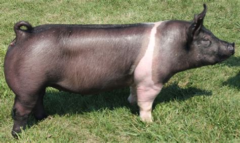 NSR Fieldview: Updated National Barrow Show® Hog College Entries