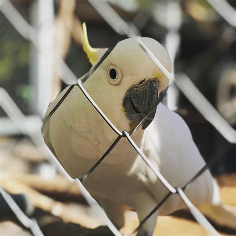 One for the bucketlist: meet this little guy at the Marsupial Park in ...